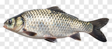 Common Carp Fish PNG