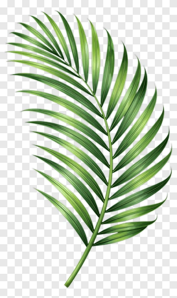 Green Palm Leaf PNG