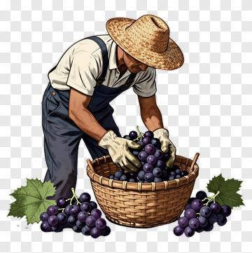 Farmer Harvesting Grapes In A Basket PNG