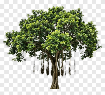 Lush Green Tree With Hanging Roots PNG