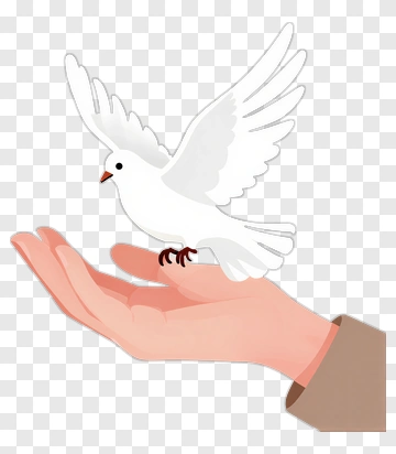 White Dove Perched On A Hand PNG