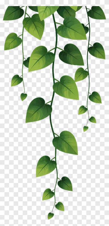 Green Vine With Leaves PNG
