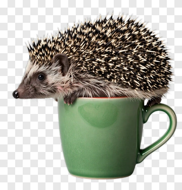 Hedgehog Sitting In A Green Mug PNG
