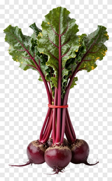 Bunch Of Fresh Beets With Green Leaves PNG