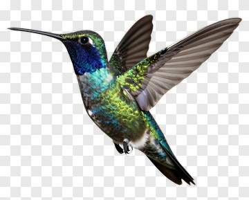 Colorful Hummingbird In Flight PNG