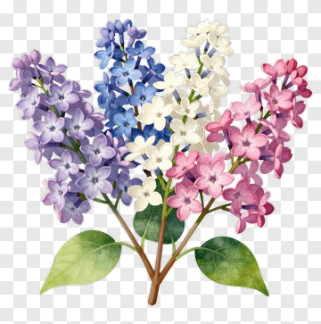 Colorful Flower Bouquet PNG