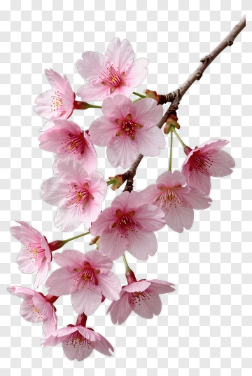 Cherry Blossom Branch With Pink Flowers PNG