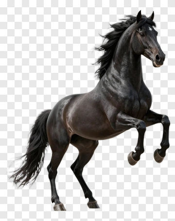 Black Horse Rearing Up PNG