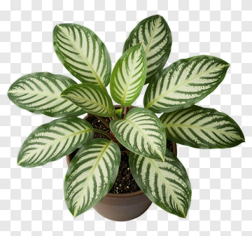 Green Plant With Striped Leaves PNG