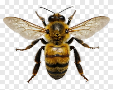 Close-Up Of A Honey Bee PNG