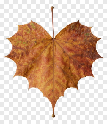 Heart-Shaped Autumn Leaf PNG