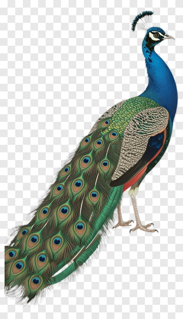 Colorful Peacock With Elaborate Feathers PNG