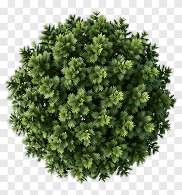Green Tree PNG