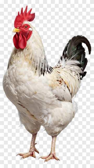 White Rooster Standing Proudly PNG