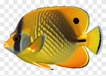 Colorful Butterfly Fish PNG