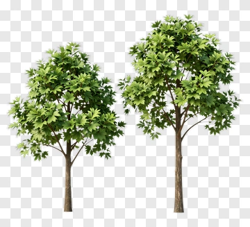 Realistic Green Trees PNG