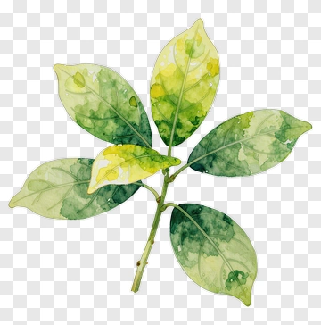 Watercolor Green Leaf Branch PNG