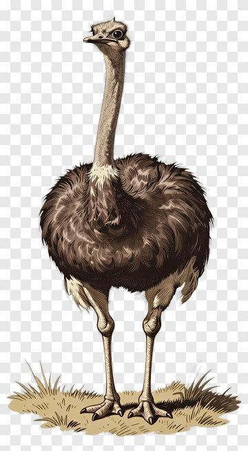 Vintage Ostrich Standing On Grass PNG
