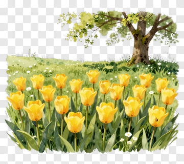 Yellow Tulip Field With Tree PNG
