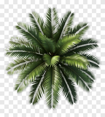 Green Palm Tree PNG