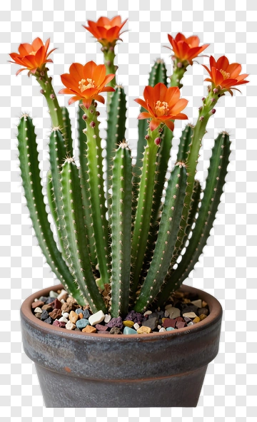 Cactus With Orange Flowers In A Pot PNG