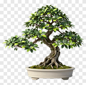 Bonsai Tree In A Pot PNG