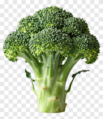 Fresh Broccoli Vegetable PNG