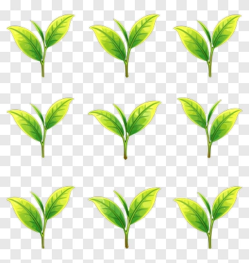 Green Leaf Collection PNG