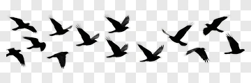 Silhouette Birds Flying In Formation PNG