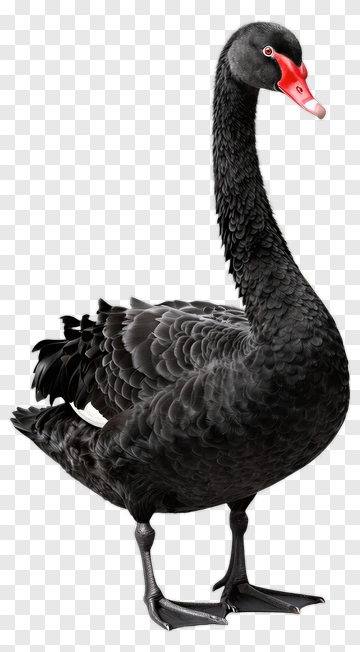 Black Swan Standing PNG