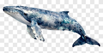 Watercolor Whale PNG