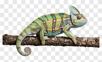 Colorful Chameleon On A Branch PNG