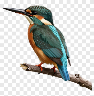 Colorful Kingfisher Sitting On A Branch PNG