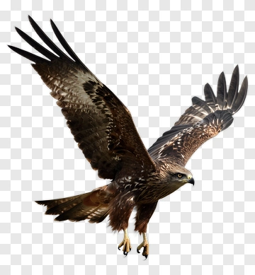 Eagle In Flight PNG