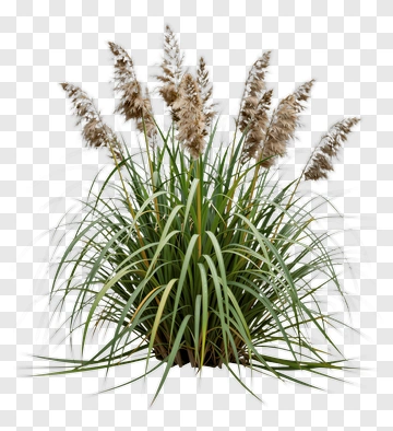 Pampas Grass Plant PNG
