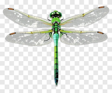 3D Dragonfly With Transparent Wings PNG
