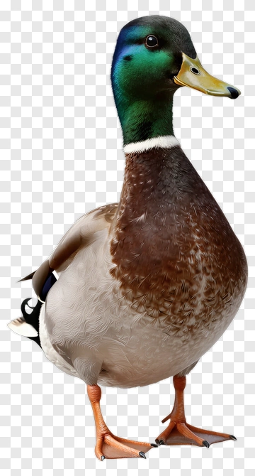 Mallard Duck Standing PNG