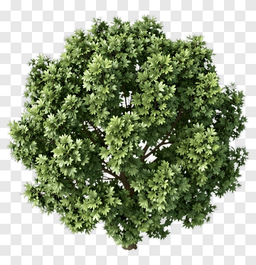 Green Tree PNG