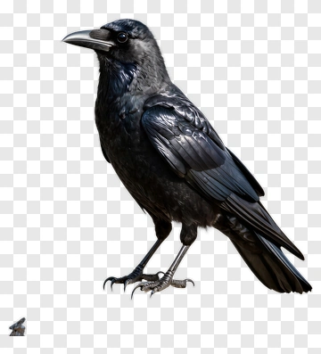 Realistic Black Raven PNG