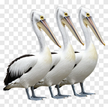 Three Pelicans Standing Together PNG