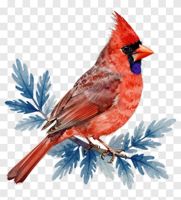 Red Cardinal Sitting On Green Leaves PNG