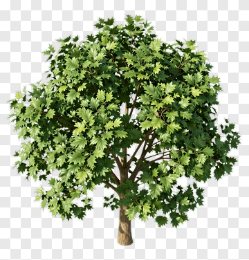Green Tree PNG