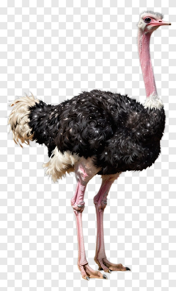 Ostrich Standing Tall PNG