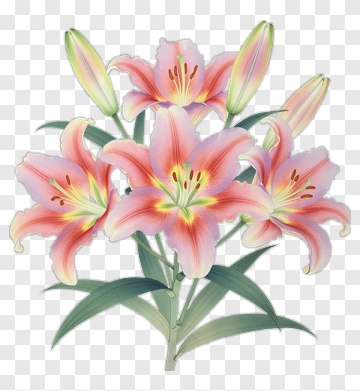 Colorful Lily Flower Bouquet PNG