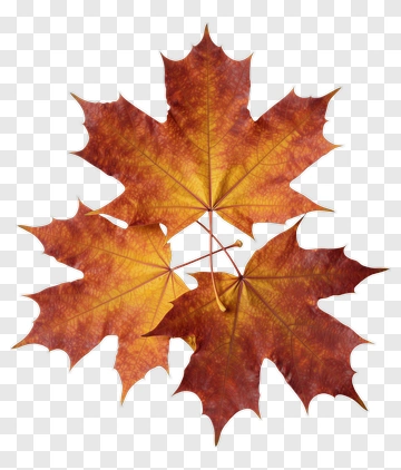 Colorful Maple Leaves PNG