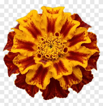 Colorful Marigold Flower PNG