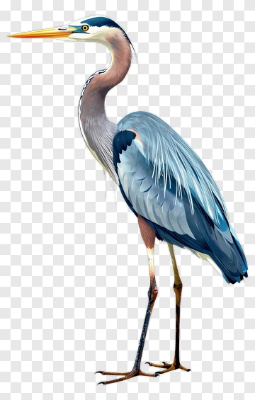 Great Blue Heron Standing PNG
