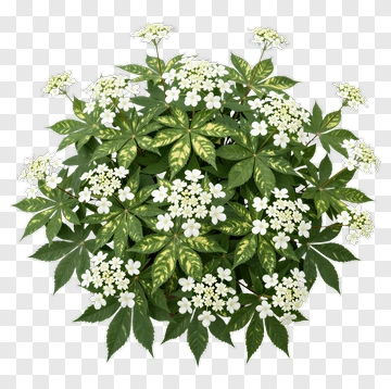 Flowering Plant With White Flowers PNG
