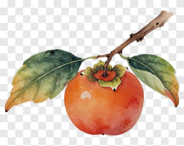 Watercolor Persimmon With Leaves PNG
