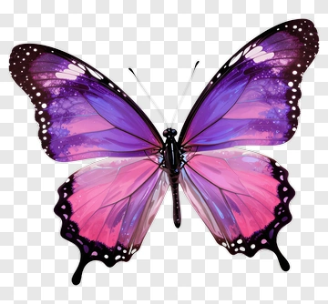 Colorful Butterfly PNG